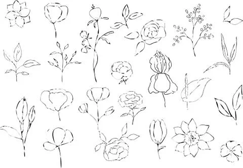 Vector collection of hand drawn plants. Botanical set Stock Illustration