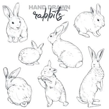 Vector collection of hand drawn realistic sketch rabbits. Stock Illustration
