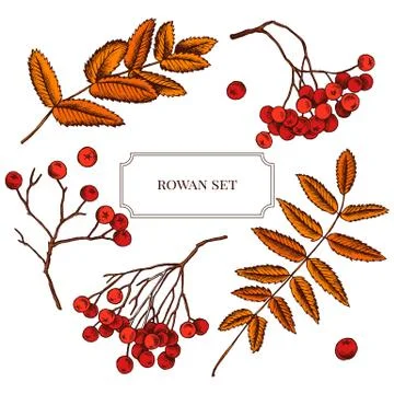 Vector collection of hand drawn rowan berry Stock Illustration