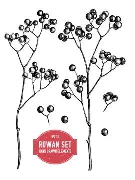 Vector collection of hand drawn rowans Stock Illustration