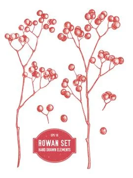 Vector collection of hand drawn rowans Stock Illustration