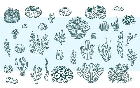 Vector collection of hand drawn sea weeds, corals, sea anemones illustratio.. Stock Illustration