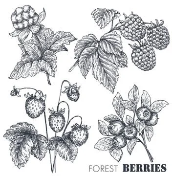 Vector collection of hand drawn sketched berries isolated on white background. Stock Illustration