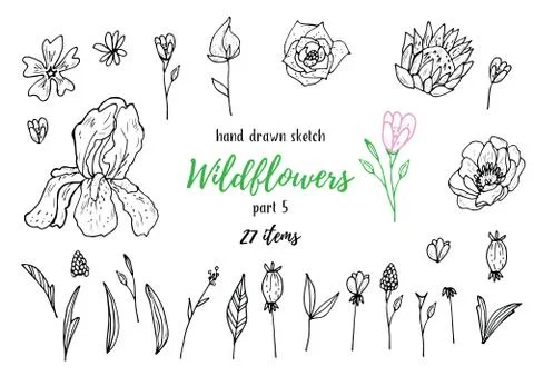 Vector Collection Of Hand Drawn Sketches With Plants Stock Illustration