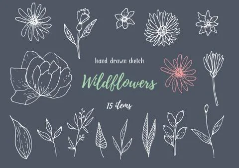 Vector Collection Of Hand Drawn Sketches With Plants Stock Illustration