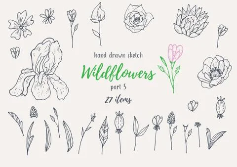 Vector Collection Of Hand Drawn Sketches With Plants Stock Illustration