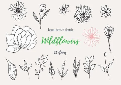 Vector Collection Of Hand Drawn Sketches With Plants Stock Illustration