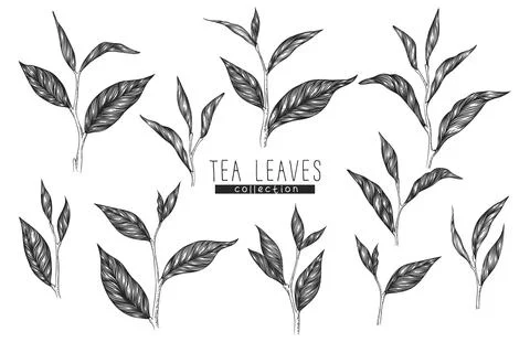 Vector collection with hand drawn tea leaves and branches isolated on white b Stock Illustration