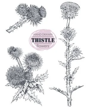 Vector collection of hand drawn Thistle or Carduus plant, leaf, bud and flower Stock Illustration