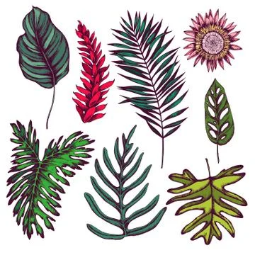 Vector collection of hand drawn tropical leaves Stock Illustration