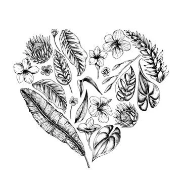 Vector collection of hand drawn tropical plants Stock Illustration