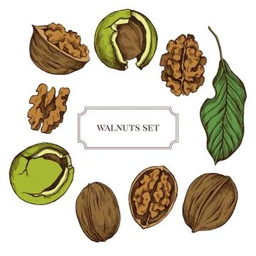 Vector collection of hand drawn walnuts highly detailed Stock Illustration