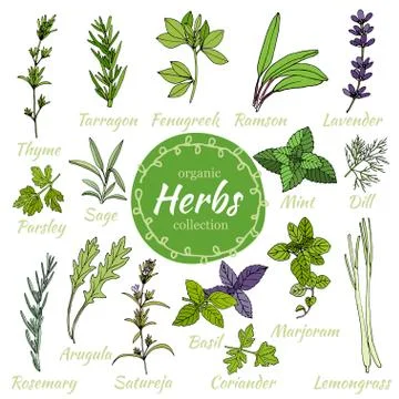 Vector collection of herbs. Stock Illustration