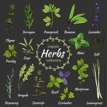 Vector collection of herbs. Stock Illustration