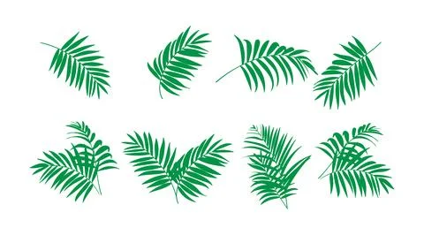 Vector collection of illustrations of tropical foliage leaves イラスト素材