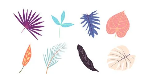 Vector collection of illustrations of tropical foliage leaves イラスト素材