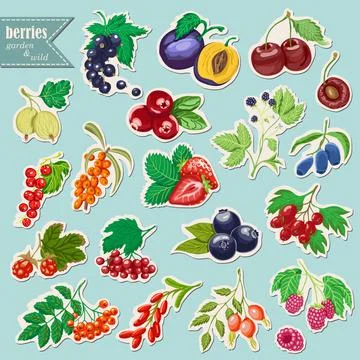 Vector collection of isolated garden and wild berries. Sticker elements Stock Illustration