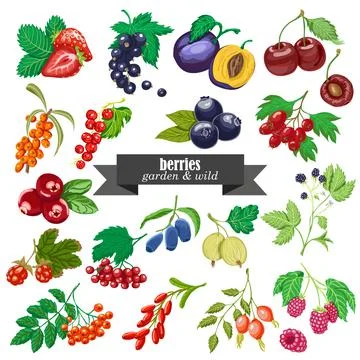 Vector collection of isolated garden and wild berries Stock Illustration