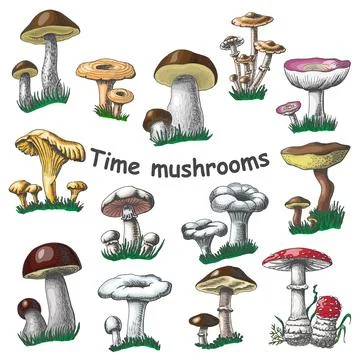 Vector collection of isolated mushrooms Stock Illustration