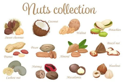Vector collection mix of different types nuts Stock Illustration