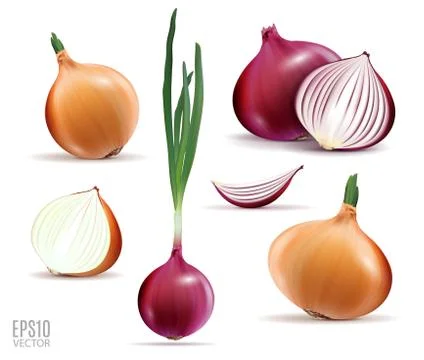 Vector collection of onions with slices isolated on white. Realistic 3d vector Stock Illustration
