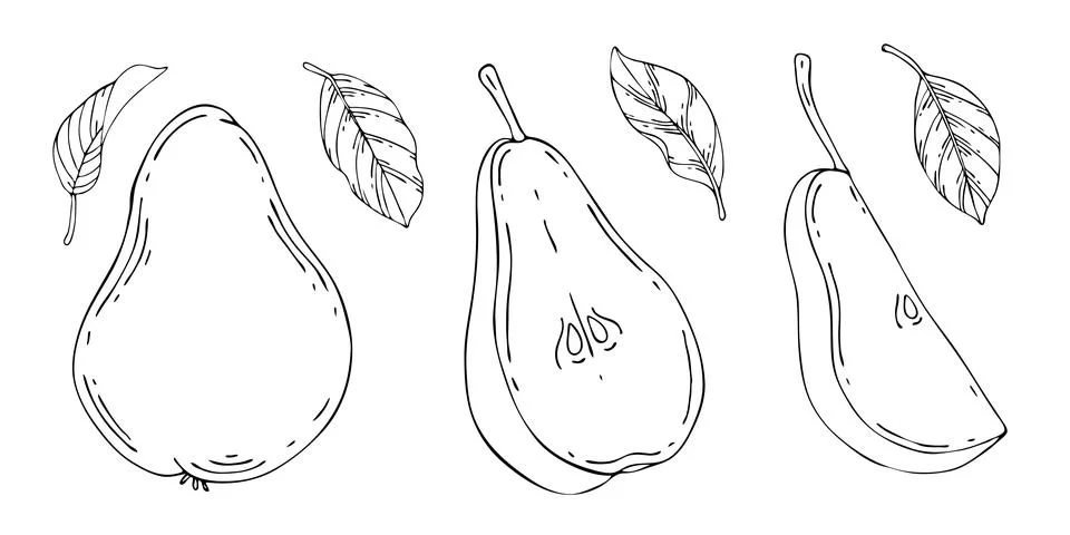 Vector collection of pear illustrations. Hand drawn sketches of fruits and Stock Illustration