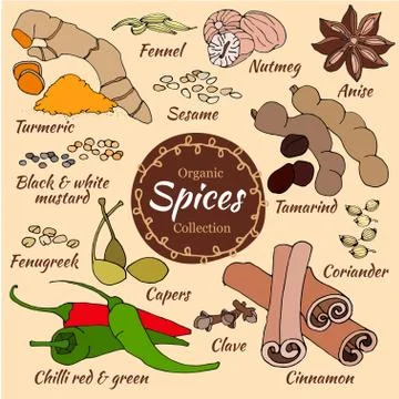 Vector collection of spice Ilustração Stock