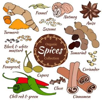 Vector collection of spice isolated on white. Stock Illustration