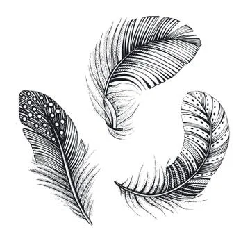 Vector collection of three natural bird feathers. Hand drawn vector illustration Stock Illustration