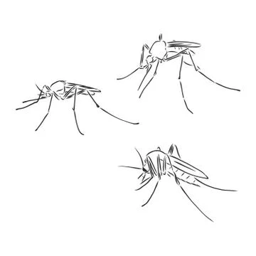 Vector collection of various positioned doodle flies and mosquitoes. fly mosq Stock Illustration