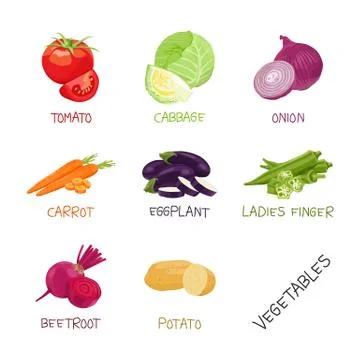 Vector collection of vegetables with names, Tomato, Okra, Cabbage, Carrot and Stock Illustration