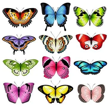 Vector color butterfly illustrations Stock Illustration