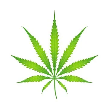 Vector color cannabis marijuana illustration . Stock Illustration