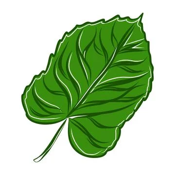 Vector color hand drawn illustration of autumn leaf Stock Illustration