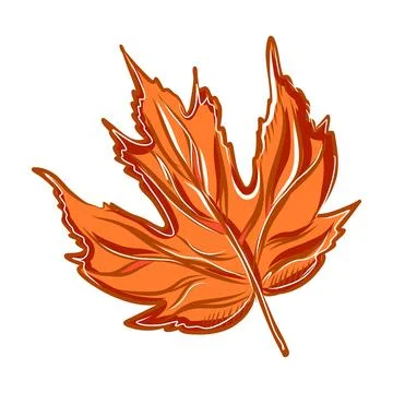 Vector color hand drawn illustration of autumn leaf Stock Illustration