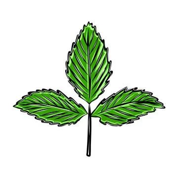 Vector color hand drawn illustration of autumn leaf Stock Illustration