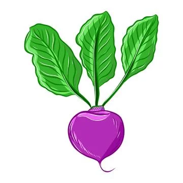 Vector color hand-drawn illustration of radish, a healthy vegetable Stock Illustration