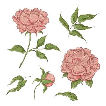 Vector color illustration of graphically hand-drawn flowers. Imitation engraving Stock Illustration