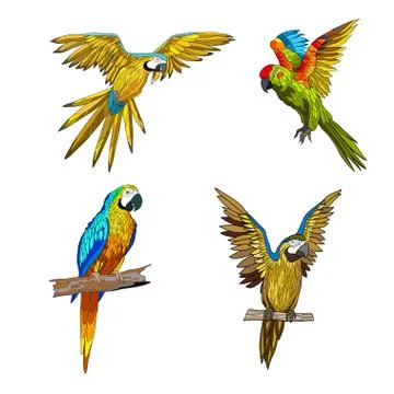 Vector color illustration. Seth from parrots in different angles. Stock Illustration
