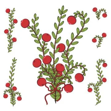 Vector colored illustration with branches of cranberries. Isolated objects. Stock Illustration