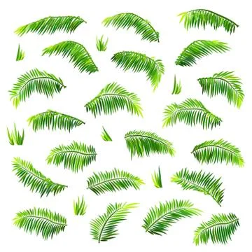 Vector colored palm leaves set isolated on white Stock Illustration