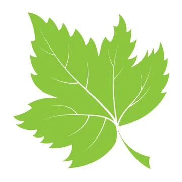 Vector colored silhouette of a leaf plant isolated on a white background for Stock Illustration
