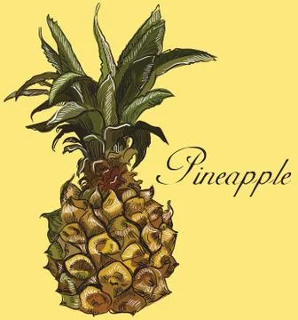 Vector colorful fruit-10 Stock Illustration