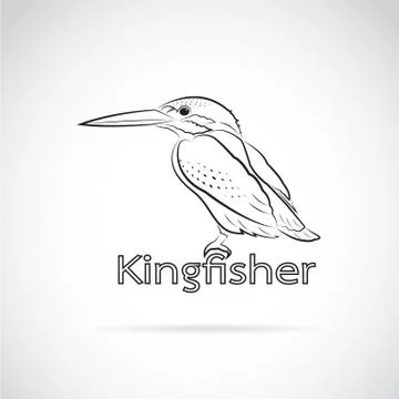 Vector of Common kingfisher (Alcedo atthis) on white background. Bird Design. Stock Illustration