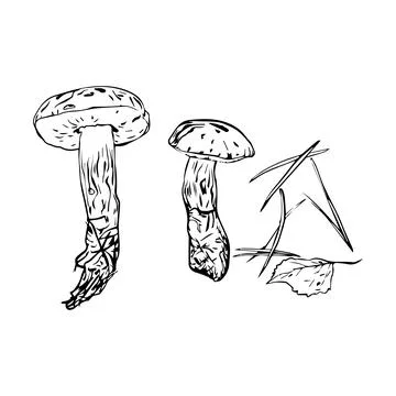Vector composition of autumn mushrooms, leaves and pine needles, hand drawn w Stock Illustration