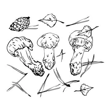 Vector composition of autumn mushrooms, leaves and pine needles and cones, ha Stock Illustration