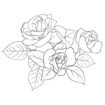 Vector composition of delicate roses and leaves. Contour illustration by hand Stock Illustration