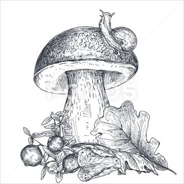 Vector composition of hand drawn forest mushroom with fall leaves, snail Stock Illustration