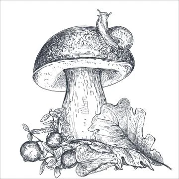 Vector composition of hand drawn forest mushroom with fall leaves, snail Stock Illustration