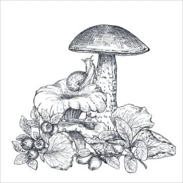 Vector composition of hand drawn forest mushrooms with fall leaves, snail Stock Illustration